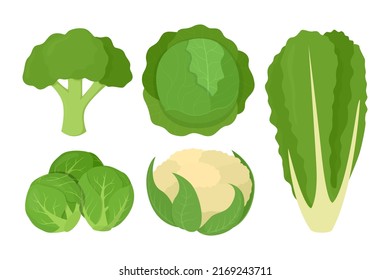 Cabbages and lettuce set. Broccoli, romaine lettuce, green cabbages, cauliflower, brussels sprout. Vector illustration of vegetarian and healthy vegetables.