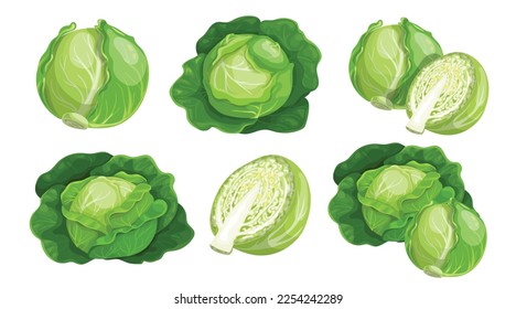 Cabbages set. Fresh farm vegetables. Organic healthy food collection. Single and in the groups. Whole and halved. Big leaves veggies. Vector illustrations.