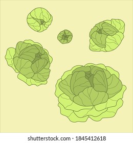 Cabbages set. Vector illustrations of ripe fresh farm vegetables. Organic healthy food collection. Single and in the groups. Green cabbage with big leaves icon isolated on light background.
