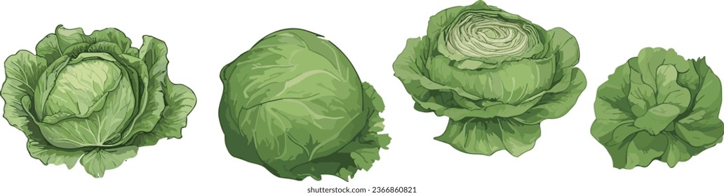 Cabbages set. Vector illustrations of ripe fresh farm vegetables. Organic healthy food collection. Single and in the groups. Whole and halved. Big leaves veggies. Isolated on white background.