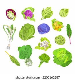 Cabbages vector set isolated on white background. Broccoli, romaine lettuce, green and purple cabbages, cauliflower, brussels sprout, leaf. Harvest fresh vegetable flat style illustration