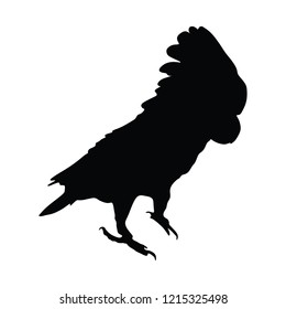 Cacadu parrot vector isolated on white background illustration. Beautiful Pet Parrot.
