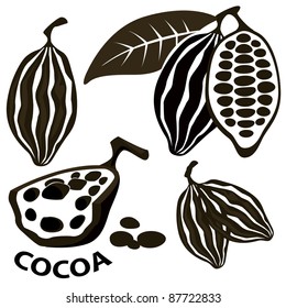 Cacao bean