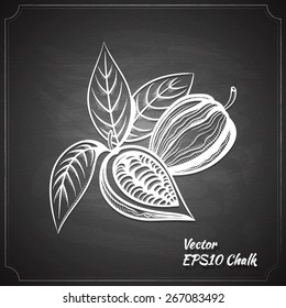 cacao bean chalk painted on the chalkboard vector illustration