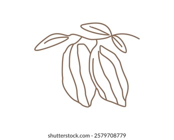 Cacao bean design vector illustration on transparent background