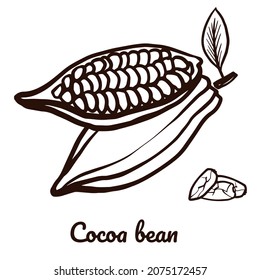 Cacao bean fruit. Hand drawn vector sketch cacao beans illustration on white background. Icon of cooking ingredient. Cocoa beans and leaves for logotype, menu or package design.