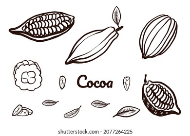 Cacao bean fruit set. Hand drawn vector sketch cacao  illustration on white background. Icon of cooking ingredient. Cocoa beans, fruits and leaves for logotype, menu or package design.