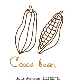 Cacao bean hand drawn graphics element for packaging design of drink or snack. Vector illustration in line art style