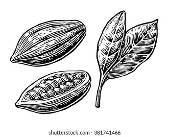 Cacao bean and leaf. Vector vintage engraved. 