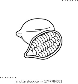 Cacao Bean vector icon in outlines 