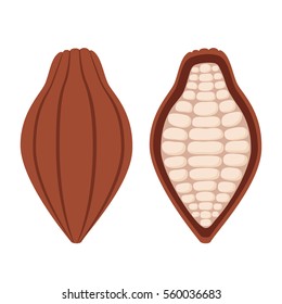 Cacao beans, brown organic plant, fruit of chocolate. Flat vector style.