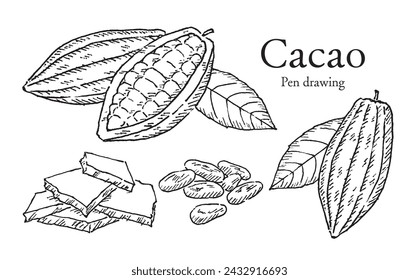 Cacao beans and Chocolate pen drawing