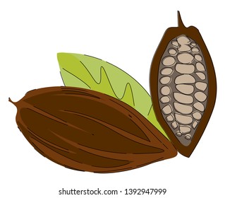 Grãos de cacau frutos ou vagem do cacaueiro com crosta castanha áspera preenchida com polpa e sementes expostas são pálido lavanda a castanho escuro cor púrpura vetor cor desenho ou ilustração