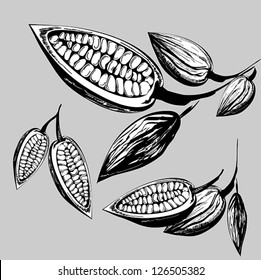 cacao beans  illustration