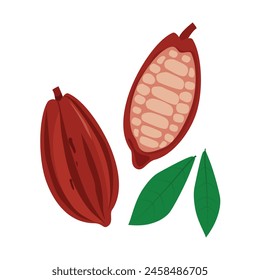 Cacao beans isolated on white background. Cocoa pod. Logo. Vector illustration