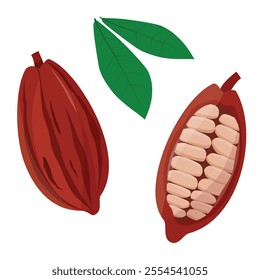 Cacao beans isolated on white background. Cocoa pod with leafs, half sliced cacao pod with cacao beans inside. Logo. Vector illustration