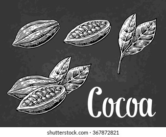 Cacao beans, leaves and fruits. Engraving vintage vector white illustration. Isolated on black background. Hand drawn design element for label and poster
