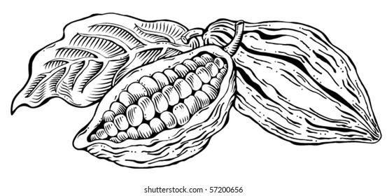 Cacao beans monochrome illustration