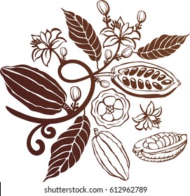 Cacao beans plant