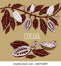 Cacao beans plant