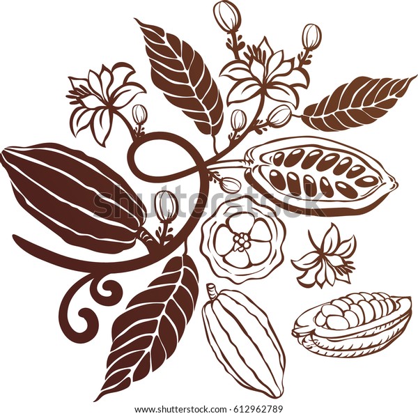 カカオ豆の植物 のベクター画像素材 ロイヤリティフリー