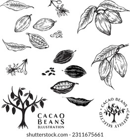 Cacao beans vector illustration set