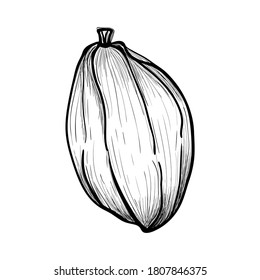 Cacao beans vector stock illustration isolated on white background. Hand drawn illustration. Design for label, logo, banner, poster etc.