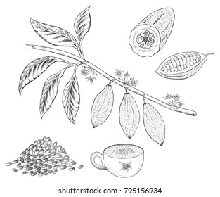 Cacao branch and beans and cup illustration isolated on white.