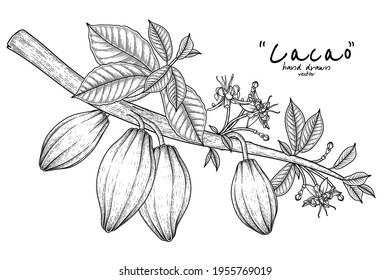 Cacao branch with fruits hand drawn illustration