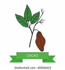 Cacao branch with fruits. Vector illustration