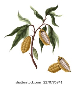 Las ramas de Cacao están aisladas en el fondo blanco. Vector
