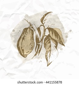 Cacao, cocoa background. Hand drawn cacao branch. Ink, watercolor vector illustration.