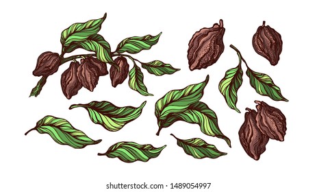 Cacao color set. Tropical fruit, bean, leaves. Vector illustration, nature realistic collection on white background. Natural chocolate food. Hand drawn sketch. Floral group of isolated