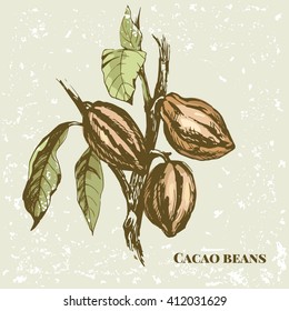 Cacao design. Vintage background with cacao branch. Cacao tree. Cacao fruits, beans.