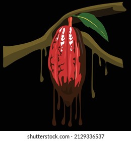 cacao fruit for illustration background and images