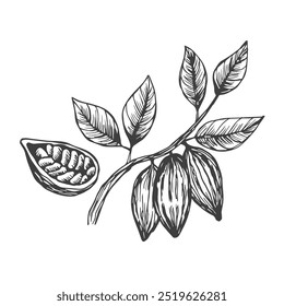 Cacao fruit on a branch with leaves and beans vector illustration in sketch style. Realistic hand drawn botanical drawing hatched ingredient of chocolate.
