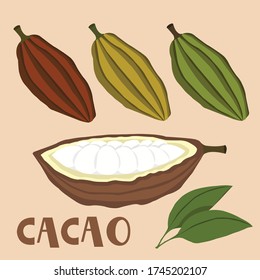 Cacao fruit and raw cacao beans vector set