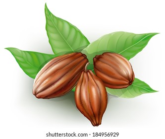 Cacao fruits and leaves on a white background