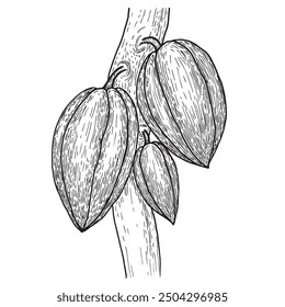 Cacao fruits on a branch growth stage vector illustration in sketch style. Realistically hand drawn botanical drawing hatched chocolate ingredient.