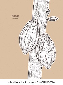 cacao, hand draw sketch vector.