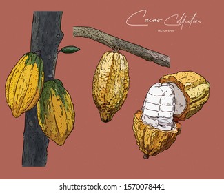 cacao, hand draw sketch vector.