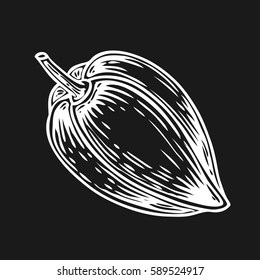Cacao Hand drawn. Cocoa botany vector illustration. Doodle of healthy nutrient food. Cacao engraving sketch etch line. Organic Cocoa on black background. Food dessert drink ingredient