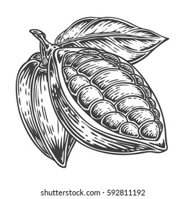 Cacao Hand drawn. Cocoa botany vector illustration. Doodle of healthy nutrient food. Cacao engraving sketch etch line. Organic Cocoa on white background. Food dessert drink ingredient