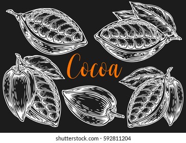 Cacao Hand drawn. Cocoa botany vector illustration set. Doodle of healthy nutrient food. Cacao engraving sketch etch line. Organic Cocoa on black background. Food dessert drink ingredient