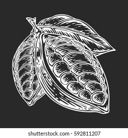 Cacao Hand drawn. Cocoa botany vector illustration. Doodle of healthy nutrient food. Cacao engraving sketch etch line. Organic Cocoa on black background. Food dessert drink ingredient