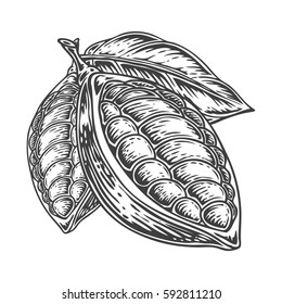 Cacao Hand drawn. Cocoa botany vector illustration. Doodle of healthy nutrient food. Cacao engraving sketch etch line. Organic Cocoa on white background. Food dessert drink ingredient