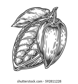 Cacao Hand drawn. Cocoa botany vector illustration. Doodle of healthy nutrient food. Cacao engraving sketch etch line. Organic Cocoa on white background. Food dessert drink ingredient