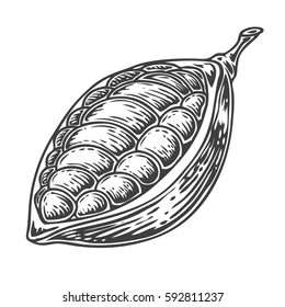 Cacao Hand drawn. Cocoa botany vector illustration. Doodle of healthy nutrient food. Cacao engraving sketch etch line. Organic Cocoa on white background. Food dessert drink ingredient