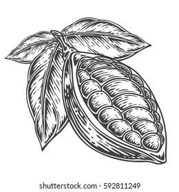 Cacao Hand drawn. Cocoa botany vector illustration. Doodle of healthy nutrient food. Cacao engraving sketch etch line. Organic Cocoa on white background. Food dessert drink ingredient