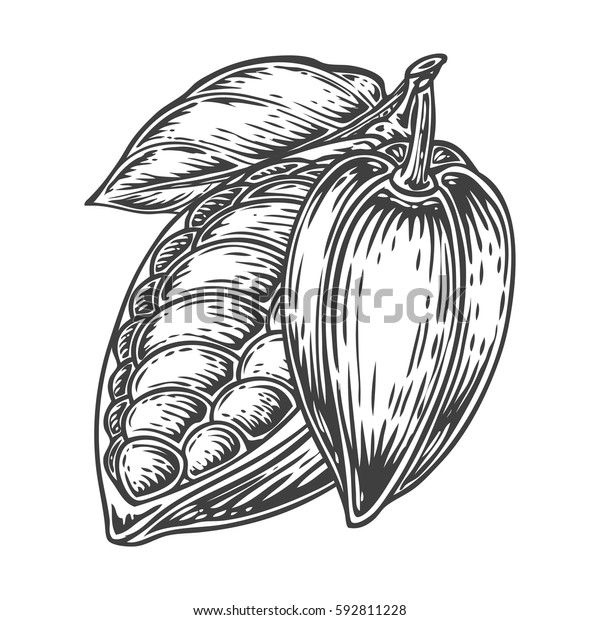 カカオ手描き ココアの植物学のベクターイラスト 健康的な栄養食品の落書き カカオ 彫刻スケッチエッチライン 白い背景に有機ココア デザートの食材 のベクター画像素材 ロイヤリティフリー 592811228